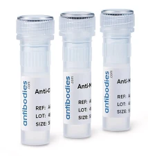 Anti-NR2F2 Antibody, 100 µl