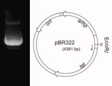 Plasmid DNA pBR322, lyophilized