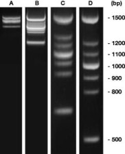 PCR-Marker DNAscore