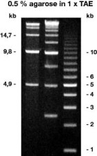 Agarose Broad Range