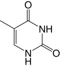 Thymine >99 %, for biochemistry