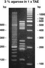 Agaroza High Resolution 1000 bp Rotigarose