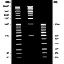 DNA-Ladder combi DNA marker + gel loading buffer