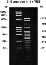 Agarose LM/PCR Low melt