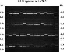 Agarose DNA/RNA Elektrofor.
