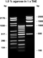 Agarose HR-PLUS