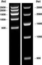 DNA marker short-run 1 50ug + gel loading Buffer